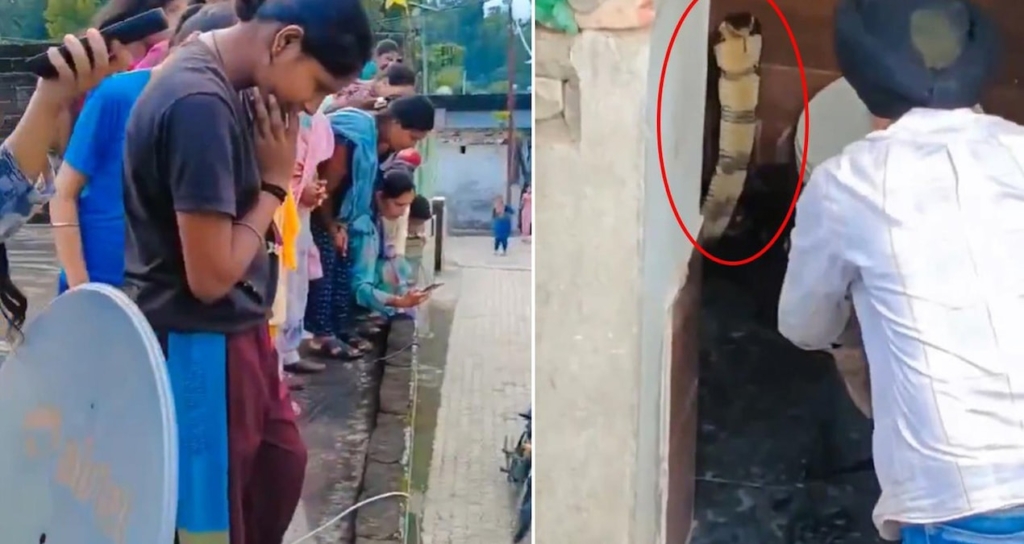 Hindistan'da Bir Evin Klozetinden Çıkan Dev Kobra Mahallede Korku Yarattı