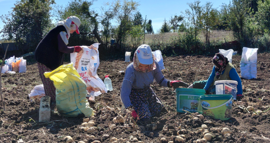 Tokat'ta Coğrafi İşaretli Başçiftlik Beyazı Patatesinde Hasat Mesaisi Başladı