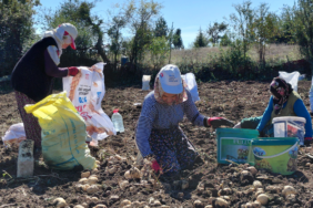 Tokat'ta Coğrafi İşaretli Başçiftlik Beyazı Patatesinde Hasat Mesaisi Başladı