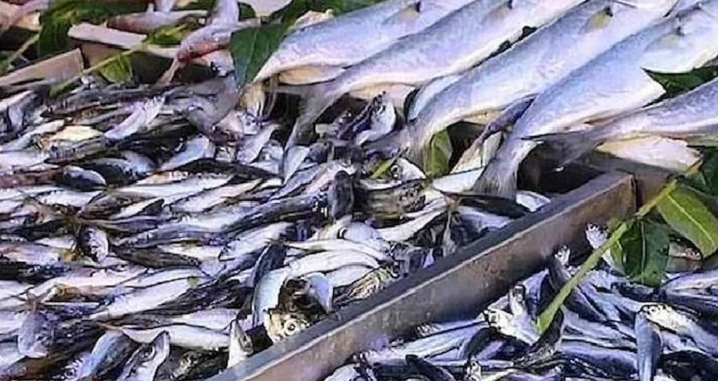 Ton balığına beslenmede güçlü bir alternatif olarak uskumru öne çıkıyor; omega-3 içeriği ve cıva oranı karşılaştırmaları dikkat çekiyor