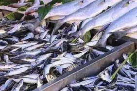 Ton balığına beslenmede güçlü bir alternatif olarak uskumru öne çıkıyor; omega-3 içeriği ve cıva oranı karşılaştırmaları dikkat çekiyor